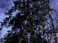 Holly Tree Butterwood